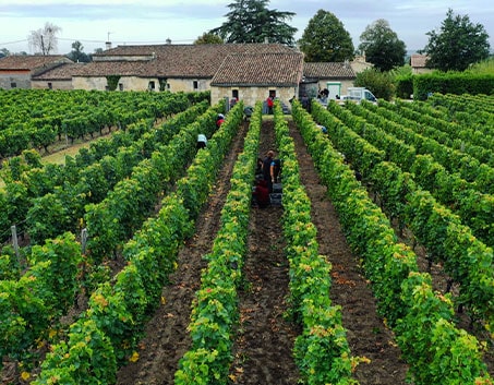 Le Pique Nique dans le Jardin
